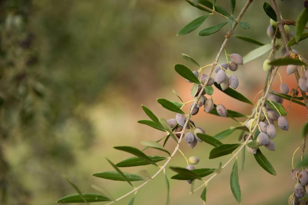 Όμορφο Παραθασυγκρότημα Ενοικιαζόμενων Καταλυμάτων Ως Ολόκληρος Χώρος - Chrani, Ελλάδαλάσσιο Διαμέρισμα Экстерьер фото